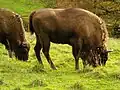 Der Europäische Bison lebt noch in Polen.