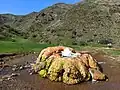 Ein kleiner Geysir in Armenien