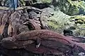 Japanische Riesensalamander in einem Aquarium