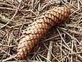 Fichtenzapfen am Waldboden