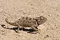 Ein Wüstenchamäleon in der Wüste Namib in Namibia