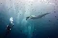 Ein Mantarochen mit einem Taucher