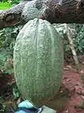 Diese Kakaofrüchte hängen noch am Baum.