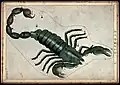 Das Sternzeichen Skorpion geht vom 24. Oktober bis zum 22. November.