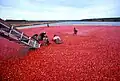Hier in den USA sammelt man die geernteten Moosbeeren, Cranberrys.