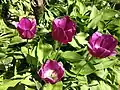 Tulpen können dunkelviolett bis schwarz sein.