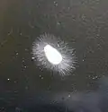 Solche Scheinpilze lassen den Erlen die Wurzeln abfaulen.
