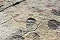 Spuren von Dinosauriern im jurassischen Kalkgestein