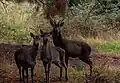 Der Berberhirsch ist der einzige Hirsch in Afrika.