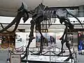 Ein Mammut-Skelett aus China