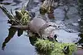 Ein Europäischer Otter im Naturpark Hochmoor Schrems in Österreich