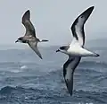 Der Bermuda-Sturmvogel ist ein Endemit in Bermuda