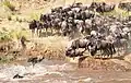 Eine Herde von Gnus versucht, bei seiner Wanderung einen Fluss zu überqueren. Das Foto stammt aus Kenia.