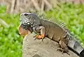 Ein Leguan aus Ecuador.