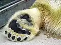 Die Tatzen sind behaart, so dass der Eisbär beim Gehen nicht friert.