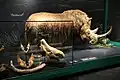 Ein Wollnashorn im Naturhistorischen Museum Mainz