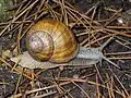 Die Weinbergschnecke ist ein Schalenweichtier.