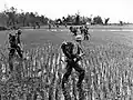 Im Vietnamkrieg: Amerikanische Soldaten stapfen durch ein Reisfeld.