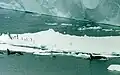 Schwertwale sind ständig auf Nahrungssuche, hier umrunden sie Pinguine.
