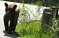 Freilaufender Bär in Rumänien