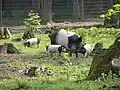 Alte Schweinerasse im Hessenpark