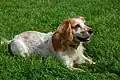 Dieser Cocker Spaniel ist rötlich und weiß...