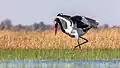 Ein Sattelstorch in Botswana in Afrika