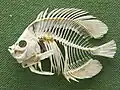 Falterfisch aus den Tropen
