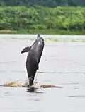 Der Amazonasdelfin ist vom Aussterben bedroht.