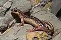 Lykische Salamander leben in der Türkei und auf griechischen Inseln.