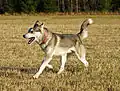 Sibirische Huskys mögen es auch ohne Schnee.