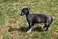Ein junger Aussiedor, eine Mischung mit dem Australischen Schäferhund