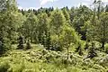 Ein Hochmoor im Erzgebirge