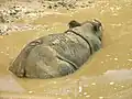 Nashörner baden gerne im Wasser oder suhlen sich im Schlamm.