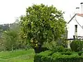 Ein Orangenbaum in Spanien