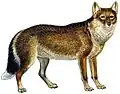 Der Falklandfuchs ist ausgestorben.