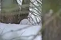 Nur im Winter tragen Schneehasen ein weißes Fell. Im Sommer ist es eher graubraun.