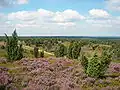 Die Lüneburger Heide ist eine bekannte Landschaft und ein Naturpark südlich von Hamburg.