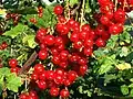 Rote Johannisbeeren