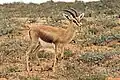 Die Dorkasgazelle lebt in Nordafrika.