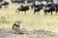 Ein Gepard in einem Naturschutzgebiet in Kenia