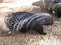 Stachelschweine sind ebenfalls Nagetiere.