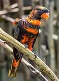 Ein Lori in einem indonesischen Zoo