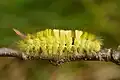 Eine Raupe des Buchen-Streckfuß