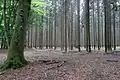 Solche Fichten-Wälder kann man mit einer Maschine ernten. Bei einem Sturm fallen die Bäume aber viel schneller um als in einem Mischwald.
