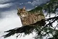 Die Europäische Wildkatze kommt mit Schnee zurecht, so lange es nicht zu viel davon gibt.