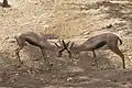 Die Spekegazelle gibt es nur noch in Somalia.