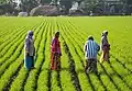 Bäuerinnen auf einem Reisfeld in Indien