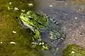 Ein Seefrosch in Deutschland, im Wasser