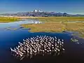Flamingos in den Feuchtgebieten von Hörmetci in der Türkei